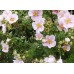 Потентила ( Potentilla fruticosa )
